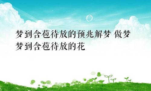梦到含苞待放的预兆解梦 做梦梦到含苞待放的花